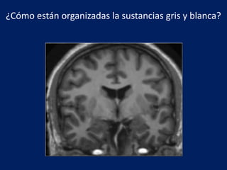 ¿Cómo están organizadas la sustancias gris y blanca?
 