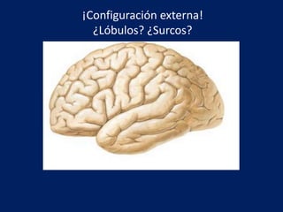 ¡Configuración externa!
¿Lóbulos? ¿Surcos?
 