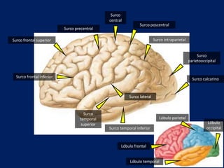 Surco
central
Surco
parietooccipital
Surco
temporal
superior
Surco temporal inferior
Surco intraparietal
Surco poscentral
Surco precentral
Surco frontal superior
Surco frontal inferior
Surco calcarino
Lóbulo parietal
Lóbulo frontal
Lóbulo
occipital
Lóbulo temporal
Surco lateral
 