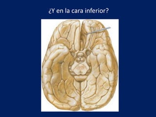 ¿Y en la cara inferior?
 