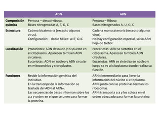 ADN ARN
Composición
química
Pentosa – desoxirribosa.
Bases nitrogenadas A, T, G, C
Pentosa – Ribosa
Bases nitrogenadas A, U, G, C
Estructura Cadena bicatenaria (excepto algunos
virus).
Configuración – doble hélice: A=T; G=C
Cadena monocatenaria (excepto algunos
virus).
No hay configuración especial, salvo ARN
hoja de trébol
Localización Procariotas: ADN desnudo y dispuesto en
el citoplasma. Aparecen también ADN
circulares.
Eucariotas: ADN en núcleo y ADN circular
en mitocondrias y cloroplastos.
Procariotas: ARN se sintetiza en el
citoplasma. Aparecen también ADN
circulares.
Eucariotas: ARN se sintetiza en núcleo y
luego se va al citoplasma donde realiza su
función.
Funciones Reside la información genética del
individuo.
En la transcripción la información se
traslada del ADN al ARNm.
Las secuencias de bases informan sobre los
a.a y orden en el que se unen para formar
la proteína.
ARNm intermediario para llevar la
información del núcleo al citoplasma.
ARNr junto con las proteínas forman los
ribosomas.
ARNt transporta a.a y los coloca en el
orden adecuado para formar la proteína
 