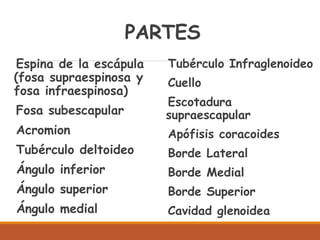 PARTES
Espina de la escápula
(fosa supraespinosa y
fosa infraespinosa)
Fosa subescapular
Acromion
Tubérculo deltoideo
Ángulo inferior
Ángulo superior
Ángulo medial
Tubérculo Infraglenoideo
Cuello
Escotadura
supraescapular
Apófisis coracoides
Borde Lateral
Borde Medial
Borde Superior
Cavidad glenoidea
 