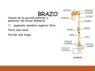 BRAZO
Consta de la porción anterior y
posterior del brazo (húmero).
1° segmento miembro superior libre.
Parte más móvil.
Porción más larga.
 