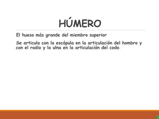 HÚMERO
El hueso más grande del miembro superior
Se articula con la escápula en la articulación del hombro y
con el radio y la ulna en la articulación del codo.
 