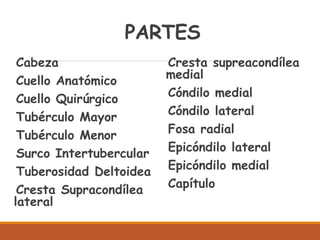 PARTES
Cabeza
Cuello Anatómico
Cuello Quirúrgico
Tubérculo Mayor
Tubérculo Menor
Surco Intertubercular
Tuberosidad Deltoidea
Cresta Supracondílea
lateral
Cresta supreacondílea
medial
Cóndilo medial
Cóndilo lateral
Fosa radial
Epicóndilo lateral
Epicóndilo medial
Capítulo
 