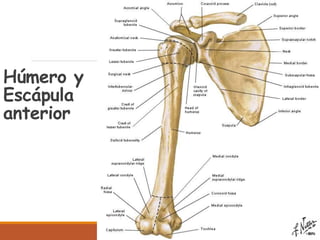 Húmero y
Escápula
anterior
 