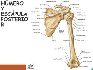 HÚMERO
Y
ESCÁPULA
POSTERIO
R
 
