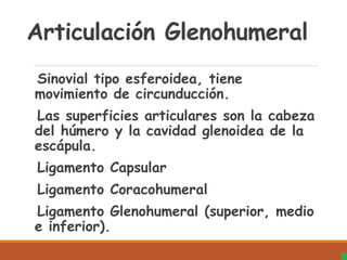 Articulación Glenohumeral
Sinovial tipo esferoidea, tiene
movimiento de circunducción.
Las superficies articulares son la cabeza
del húmero y la cavidad glenoidea de la
escápula.
Ligamento Capsular
Ligamento Coracohumeral
Ligamento Glenohumeral (superior, medio
e inferior).
 