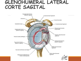 GLENOHUMERAL LATERAL
CORTE SAGITAL
 