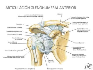 ARTICULACIÓN GLENOHUMERAL ANTERIOR
 