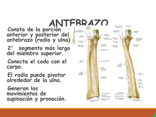 ANTEBRAZO
Consta de la porción
anterior y posterior del
antebrazo (radio y ulna)
2° segmento más largo
del miembro superior.
Conecta el codo con el
carpo.
El radio puede pivotar
alrededor de la ulna.
Generan los
movimientos de
supinación y pronación.
 