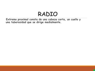 RADIO
Extremo proximal consta de una cabeza corta, un cuello y
una tuberosidad que se dirige medialmente.
 
