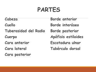 PARTES
Cabeza
Cuello
Tuberosidad del Radio
Cuerpo
Cara anterior
Cara lateral
Cara posterior
Borde anterior
Borde interóseo
Borde posterior
Apófisis estiloides
Escotadura ulnar
Tubérculo dorsal
 