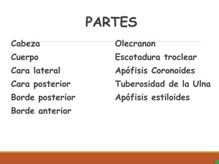 PARTES
Cabeza
Cuerpo
Cara lateral
Cara posterior
Borde posterior
Borde anterior
Olecranon
Escotadura troclear
Apófisis Coronoides
Tuberosidad de la Ulna
Apófisis estiloides
 