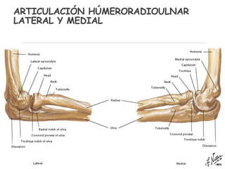 ARTICULACIÓN HÚMERORADIOULNAR
LATERAL Y MEDIAL
 