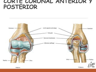 CORTE CORONAL ANTERIOR Y
POSTERIOR
 