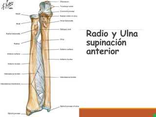 Radio y Ulna
supinación
anterior
 