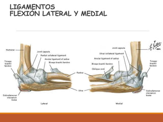 LIGAMENTOS
FLEXIÓN LATERAL Y MEDIAL
 