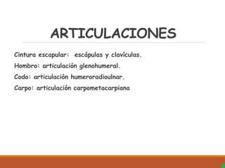 ARTICULACIONES
Cintura escapular: escápulas y clavículas.
Hombro: articulación glenohumeral.
Codo: articulación humeroradioulnar.
Carpo: articulación carpometacarpiana
 