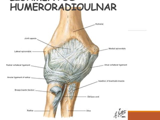 LIGAMENTOS
HUMERORADIOULNAR
 