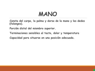 MANO
Consta del carpo, la palma y dorso de la mano y los dedos
(falanges).
Porción distal del miembro superior.
Terminaciones sensibles al tacto, dolor y temperatura
Capacidad para situarse en una posición adecuada.
 