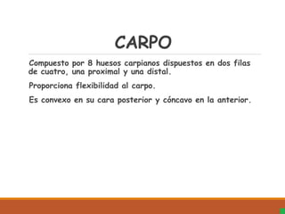 CARPO
Compuesto por 8 huesos carpianos dispuestos en dos filas
de cuatro, una proximal y una distal.
Proporciona flexibilidad al carpo.
Es convexo en su cara posterior y cóncavo en la anterior.
 