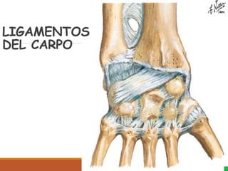 LIGAMENTOS
DEL CARPO
 