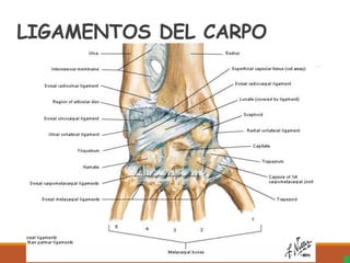 LIGAMENTOS DEL CARPO
 
