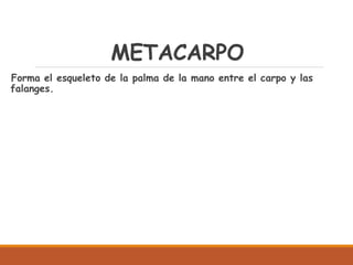 METACARPO
Forma el esqueleto de la palma de la mano entre el carpo y las
falanges.
 