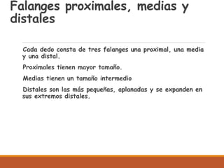 Falanges proximales, medias y
distales
Cada dedo consta de tres falanges una proximal, una media
y una distal.
Proximales tienen mayor tamaño.
Medias tienen un tamaño intermedio
Distales son las más pequeñas, aplanadas y se expanden en
sus extremos distales.
 