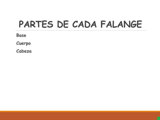 PARTES DE CADA FALANGE
Base
Cuerpo
Cabeza
 