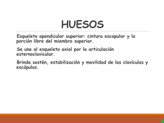 HUESOS
Esqueleto apendicular superior: cintura escapular y la
porción libre del miembro superior.
Se une al esqueleto axial por la articulación
esternoclavicular.
Brinda sostén, estabilización y movilidad de las clavículas y
escápulas.
 