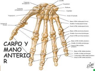CARPO Y
MANO
ANTERIO
R
 