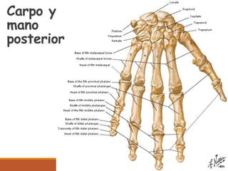 Carpo y
mano
posterior
 