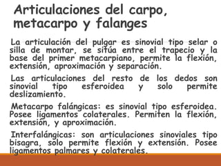 Articulaciones del carpo,
metacarpo y falanges
La articulación del pulgar es sinovial tipo selar o
silla de montar, se sitúa entre el trapecio y la
base del primer metacarpiano, permite la flexión,
extensión, aproximación y separación.
Las articulaciones del resto de los dedos son
sinovial tipo esferoidea y solo permite
deslizamiento.
Metacarpo falángicas: es sinovial tipo esferoidea.
Posee ligamentos colaterales. Permiten la flexión,
extensión, y aproximación.
Interfalángicas: son articulaciones sinoviales tipo
bisagra, solo permite flexión y extensión. Posee
ligamentos palmares y colaterales.
 