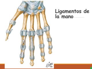 Ligamentos de
la mano
 