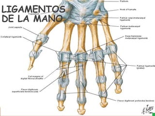 LIGAMENTOS
DE LA MANO
 