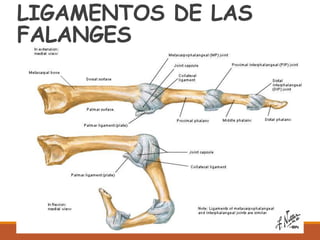 LIGAMENTOS DE LAS
FALANGES
 