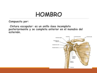 HOMBRO
Compuesta por:
Cintura escapular: es un anillo óseo incompleto
posteriormente y se completa anterior en el manubio del
esternón.
 