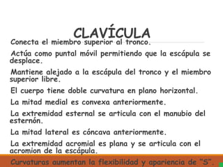 CLAVÍCULA
Conecta el miembro superior al tronco.
Actúa como puntal móvil permitiendo que la escápula se
desplace.
Mantiene alejado a la escápula del tronco y el miembro
superior libre.
El cuerpo tiene doble curvatura en plano horizontal.
La mitad medial es convexa anteriormente.
La extremidad esternal se articula con el manubio del
esternón.
La mitad lateral es cóncava anteriormente.
La extremidad acromial es plana y se articula con el
acromion de la escápula.
Curvaturas aumentan la flexibilidad y apariencia de “S”.
 