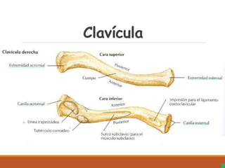 Clavícula
 
