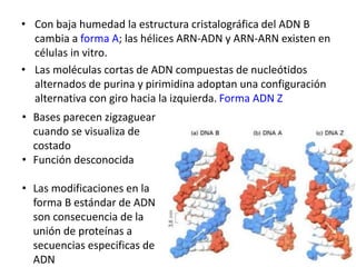 • Con baja humedad la estructura cristalográfica del ADN B
cambia a forma A; las hélices ARN-ADN y ARN-ARN existen en
células in vitro.
• Las moléculas cortas de ADN compuestas de nucleótidos
alternados de purina y pirimidina adoptan una configuración
alternativa con giro hacia la izquierda. Forma ADN Z
• Bases parecen zigzaguear
cuando se visualiza de
costado
• Función desconocida
• Las modificaciones en la
forma B estándar de ADN
son consecuencia de la
unión de proteínas a
secuencias especificas de
ADN
 