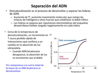 Separación del ADN
• Desnaturalización es el proceso de desenrollar y separar las hebras
de ADN.
– Aumento de To, aumenta movimiento molecular que rompe los
enlaces de hidrógeno y otras fuerzas que estabilizan la doble hélice.
– Las hebras se separan por repulsiones electrostáticas del esqueleto
desoxirribosa-fosfato cargada negativamente en cada hebra
• Cerca de la temperatura de
desnaturalización, un incremento en
T causa perdida rápida de
interacciones que conlleva a un
cambio en la absorción de luz
ultravioleta
• Cuando ADN bicatenario
desaparece, la absorción de luz
se incrementa casi al doble
Tm= temperatura a la cual la mitad de
las bases de un AND bicatenario se
desnaturalizan
 