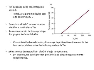 • Tm depende de la concentración
de G-C.
– Temp. Alta para moléculas con
alto contenido G-C
• Se estima el %G-C en una muestra
de ADN a partir de su Tm.
• La concentración de iones protege
los grupos fosfatos del ADN
• Concentración baja de iones, disminuye la protección e incrementa las
fuerzas repulsivas entre las hebras y reduce la Tm
• pH extremos desnaturalizan el ADN a baja temperatura.
• pH alcalino, las bases pierden protones y se cargan negativamente
repeliéndose.
 