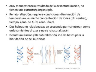 • ADN monocatenario resultado de la desnaturalización, no
tienen una estructura organizada.
• Renaturalización: requiere condiciones disminución de
temperatura, aumento concentración de iones (pH neutral),
tiempo, conc. de ADN, conc. Iónica.
• Dos hebras no relacionadas en secuencia permaneceran como
ordenamientos al azar y no se renaturalizarán.
• Desnaturalización y Renaturalización son las bases para la
hibridación de ac. nucleicos
 