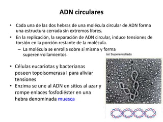 ADN circulares
• Cada una de las dos hebras de una molécula circular de ADN forma
una estructura cerrada sin extremos libres.
• En la replicación, la separación de ADN circular, induce tensiones de
torsión en la porción restante de la molécula.
– La molécula se enrolla sobre sí misma y forma
superenrrollamientos
• Células eucariotas y bacterianas
poseen topoisomerasa I para aliviar
tensiones
• Enzima se une al ADN en sitios al azar y
rompe enlaces fosfodiéster en una
hebra denominada muesca
 