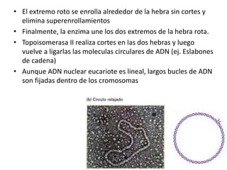 • El extremo roto se enrolla alrededor de la hebra sin cortes y
elimina superenrollamientos
• Finalmente, la enzima une los dos extremos de la hebra rota.
• Topoisomerasa II realiza cortes en las dos hebras y luego
vuelve a ligarlas las moleculas circulares de ADN (ej. Eslabones
de cadena)
• Aunque ADN nuclear eucariote es lineal, largos bucles de ADN
son fijadas dentro de los cromosomas
 