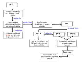 ADN
Información necesaria
para construir células y
tejidos
Especie asegura
continuidad genética de
una generación a otra
replicación
Unidades hereditarias,
genes, que controlan
rasgos identificables
organizado
La información
almacenada en ADN es
copiada
transcripción
ARN
mARN
Síntesis proteica
Porta las instrucciones del
ADN para orden correcto
de aminoácidos
tARNtraducción rARN+
Aminoácidos adecuados
son ubicados por
secuencia
Proteínas
Responsables de la
regulación de la expresión
génica
 