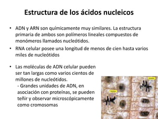 Estructura de los ácidos nucleicos
• ADN y ARN son químicamente muy similares. La estructura
primaria de ambos son polímeros lineales compuestos de
monómeros llamados nucleótidos.
• RNA celular posee una longitud de menos de cien hasta varios
miles de nucleótidos
• Las moléculas de ADN celular pueden
ser tan largas como varios cientos de
millones de nucleótidos.
- Grandes unidades de ADN, en
asociación con proteínas, se pueden
teñir y observar microscópicamente
como cromosomas
 