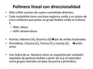 Polímero lineal con direccionalidad
• DNA y RNA constan de cuatro nucleótidos distintos.
• Cada nucleótido tiene una base orgánica unida a un azúcar de
cinco carbonos que posee un grupo fosfato unido al carbono
5.
– RNA: ribosa
– ADN: desoxirribosa
• Purinas: Adenina (A), Guanina (G)par de anillos fusionados
• Pirimidinas: Citosina (C), Timina (T) y Uracilo (U) anillo
único
• Una hebra de ac. Nucleico tiene un esqueleto por unidades
repetidas de pentosa-fosfato a partir de la q se extienden
como grupos laterales las base de purina y pirimidina.
 